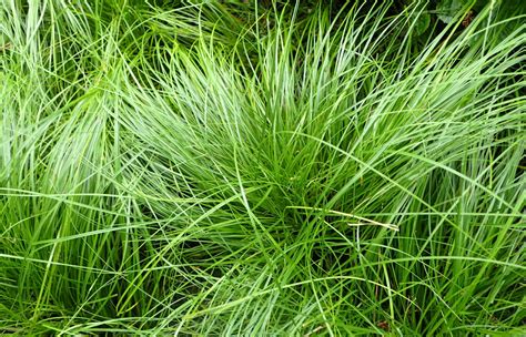 Carex pensylvanica - No-Mow Lawn/Pennsylvania Sedge - Friends of the Arboretum (FOA)