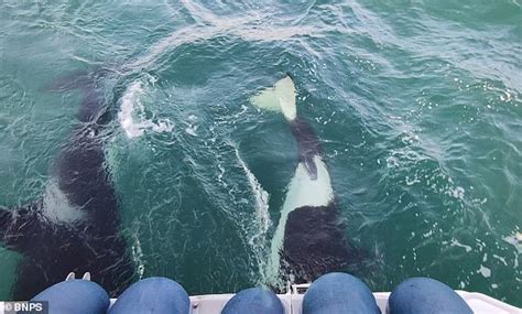 'Scary moment' three killer whales ATTACK Ocean Race boat as crew ...