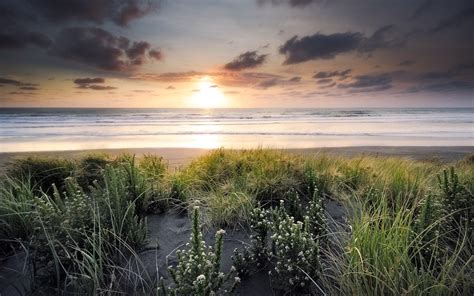 flowers, Plants, Grass, Nature, Landscapes, Beaches, Waves, Shore ...