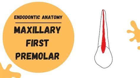 Maxillary First Premolar Canals