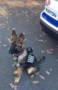 18 adorable K9 puppies in training who are trying their best to act tough