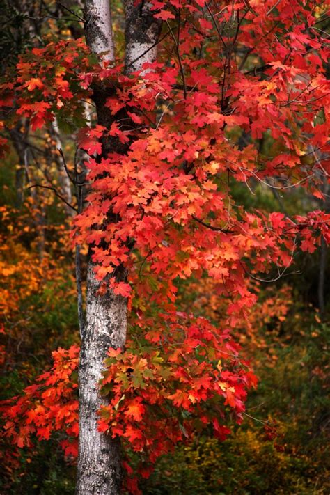 Red Leaves in Autumn #fall | Autumn magic, Landscape trees, Red leaves