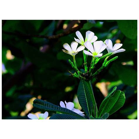 Calachuchi flower | Flowers, Plants