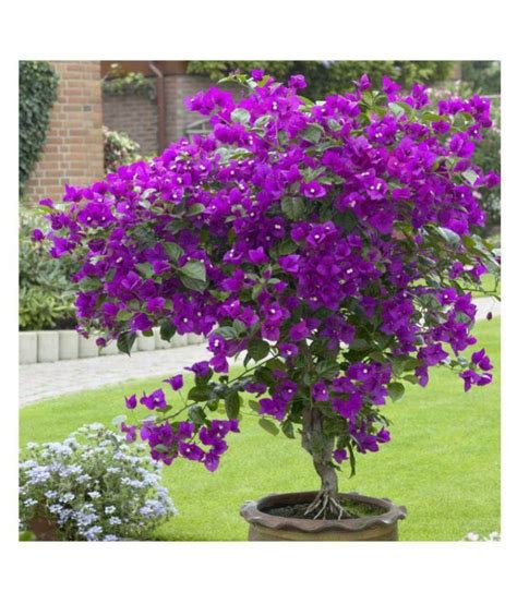 Bougainvillea Spectabilis Willd Bonsai Flower Plant Seeds 20 PCS Bougainvillea seeds ...