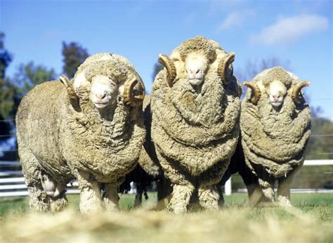 Merino Sheep Breed Information: A Good Forager and Producer of High ...