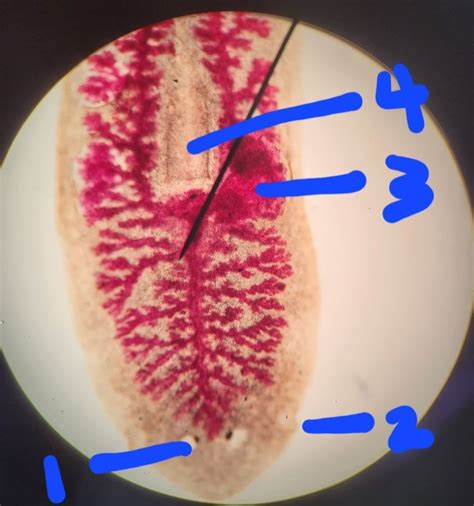 Planaria Diagram | Quizlet