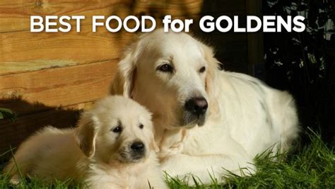 Top 5 Picks for the Best Dog Food For Golden Retrievers in 2019