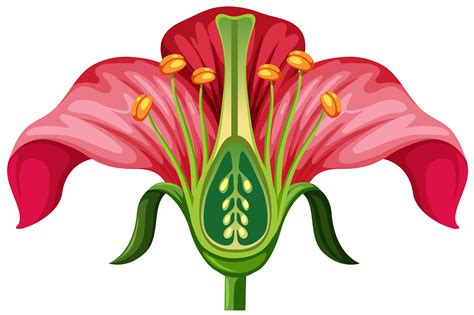 Flower Anatomy Clothes Sewing Patterns Flower Petals Png Images | The Best Porn Website