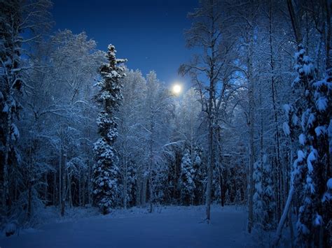 Frosted Trees, Alaska