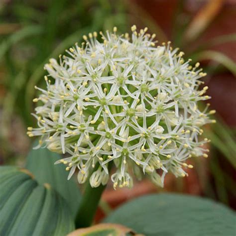 Allium Karataviense 'Ivory Queen' Seeds (15 seeds) - Plant World Seeds