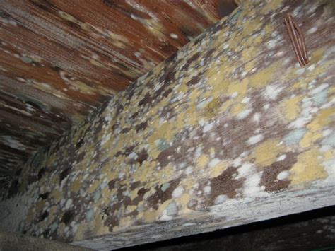 How to Remove Mold from Attic Plywood? | Attic Projects