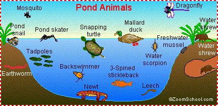 Freshwater Ecosystems: FREE Printables and Science Projects | Pond habitat, Pond life theme ...