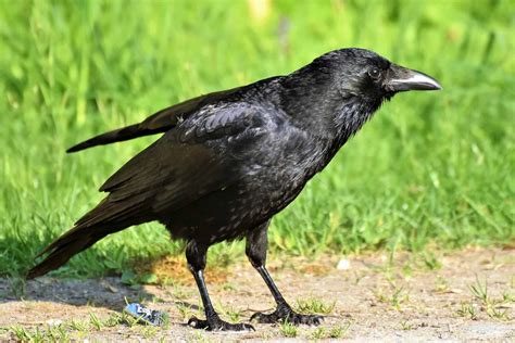 50 Clever Crow Facts About The World's Smartest Birds