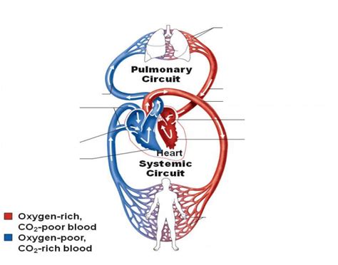 Systemic Circulation Heart