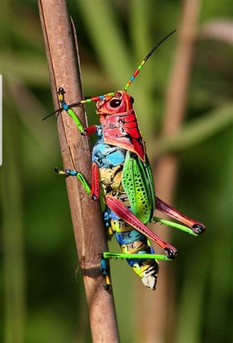 Rainbow Grasshopper | Beautiful Bugs