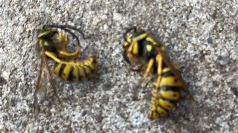 Yellow Jacket Queen Identification at John Soto blog