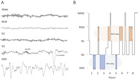 Sleep physiology. (A) Exemplary EEG traces for wake and each of the... | Download Scientific Diagram