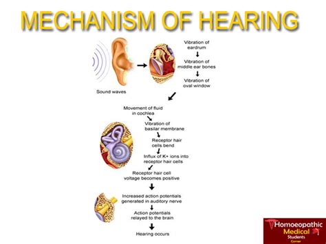 Mechanism Of Hearing Flowchart