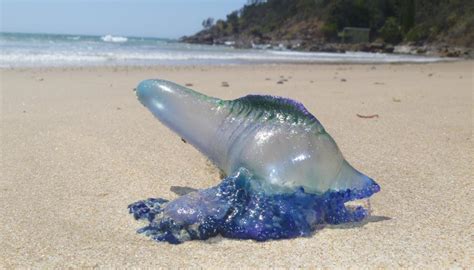 'Exercise caution': Bluebottles, faecal bacteria invade Auckland's ...