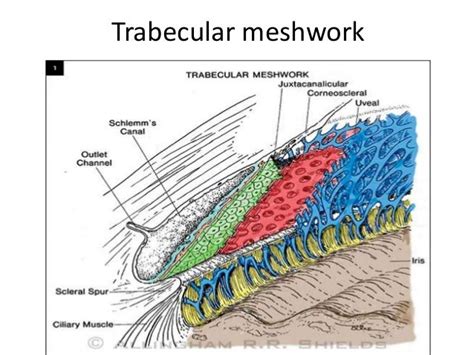 Anatomy and physiology of aqueous humor