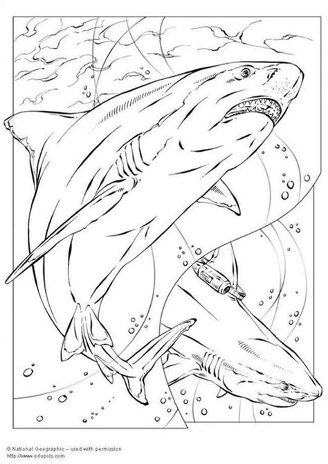 Bull Shark Coloring Pages - XColorings.com