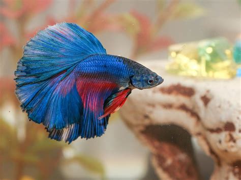 Best pet fish for kids: what is the best pet fish to buy for you and your family, and beginners ...