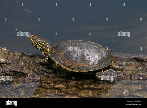 European Pond Turtle Stock Photo - Alamy