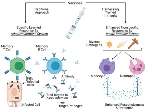 Exploiting nonspecific effects and innate immune memory for greater vaccine protection — Bactivax