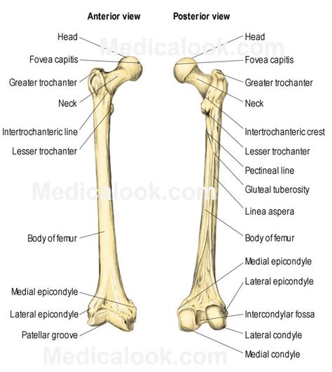 Femur Bone Anatomy | Anatomy bones, Anatomy and physiology, Anatomy