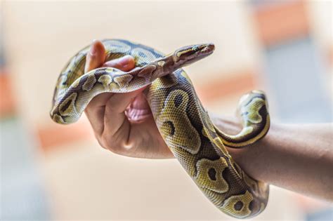 A List of Popular Types of Pet Snakes With Facts And Pictures