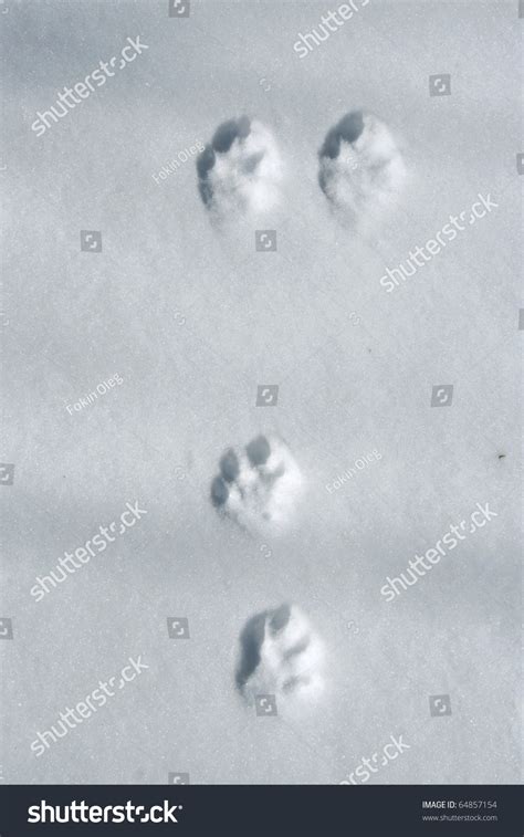 Hare Footprint On Snow. Stock Photo 64857154 : Shutterstock