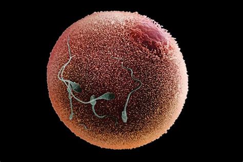 Primitive human eggs matured in the lab for the first time | New Scientist