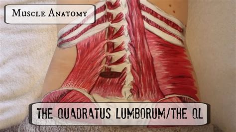 Quadratus Lumborum Anatomy