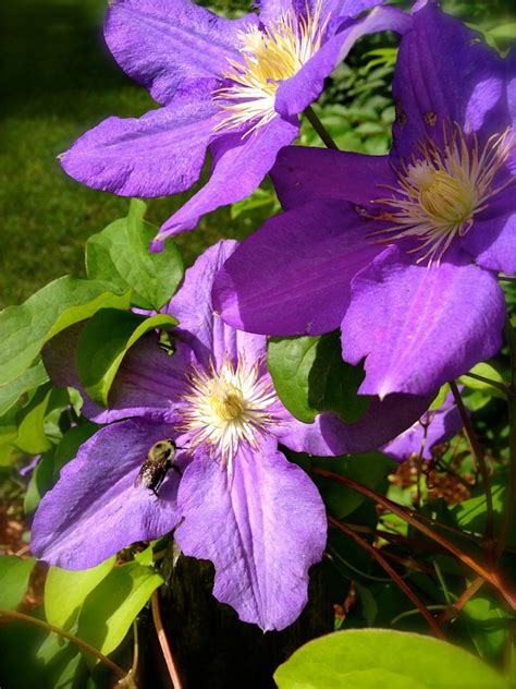 Climbing Clematis! - Miracle Farms Landscaping NH