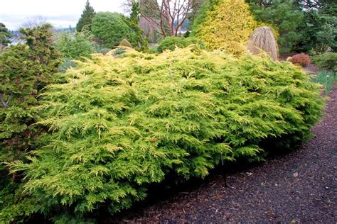 1 Gal. Old Gold Juniper Shrub – Online Orchards