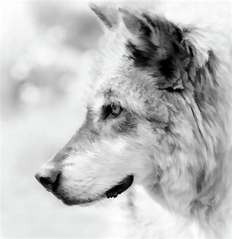 Grey Wolf Close Up Photograph by Athena Mckinzie - Fine Art America