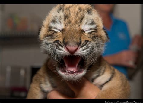 Rare Amur Tiger Cubs Born At Columbus Zoo (PHOTOS, VIDEO) | HuffPost