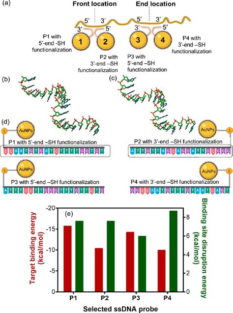 (a) Design principle of antisense oligonucleotides with differential... | Download Scientific ...