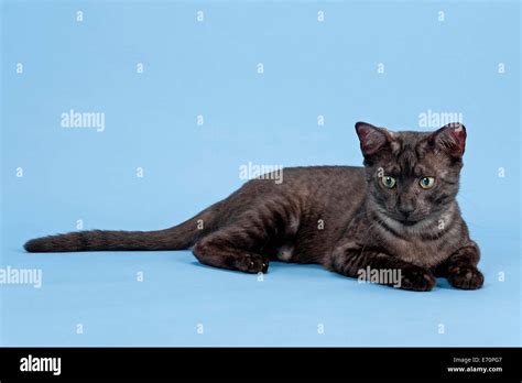 Egyptian Mau, cat breed, kitten, colour black smoke Stock Photo - Alamy