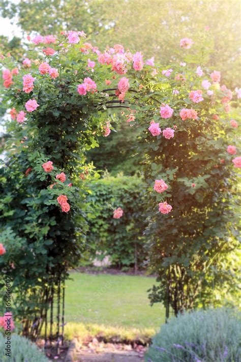 Orange Dawn creeping Rose. Romantic rosegarden. Gardenflowers. Beautiful garden. Rose Arch In ...