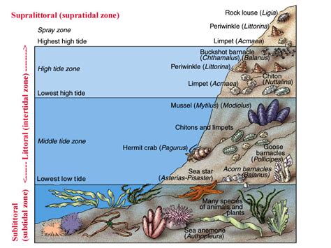 Definisi, Biota, Adaptasi, Pengambilan Sampel Zona Subtidal - Damn Love It