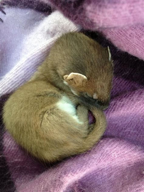 I see your wee baby stoat and raise you a sleeping baby stoat! : aww