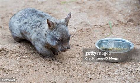 113 Baby Wombat Stock Photos, High-Res Pictures, and Images - Getty Images