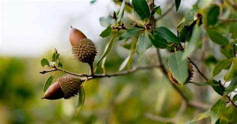 Can You Eat Acorns? Nutrition, Benefits, and Dangers