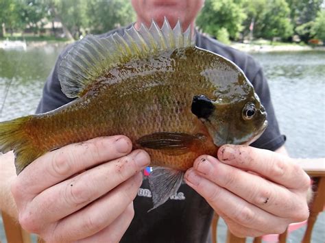 8 Reasons to Tackle Bluegill this Summer