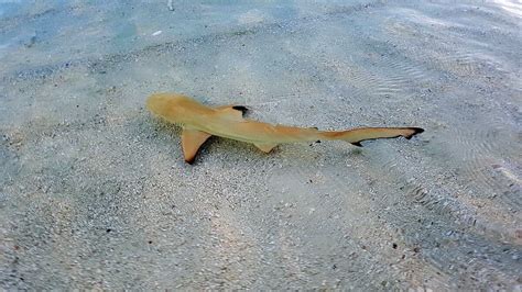 Snorkeling in Vilamendhoo Island Resort & Spa | Snorkeling the Maldives