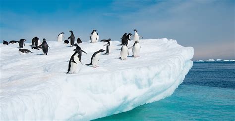 Not so Happy Feet: Penguins go from climate winners to climate losers - Carbon Brief