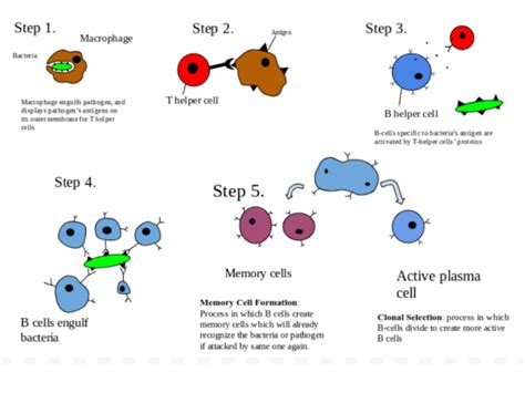 The Immune System Goes Viral – Connect with IISc