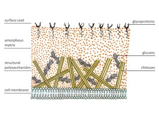 Chitin | Definition, Structure & Function - Video & Lesson Transcript ...