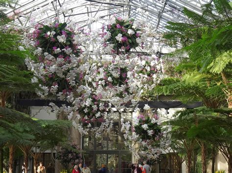 Love, Joy and Peas: Orchid Extravaganza at Longwood Gardens